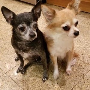 Meet your Posher, Angela